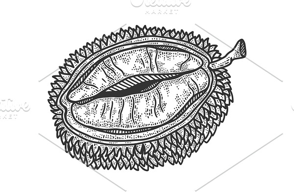 Durian fruit sketch vector