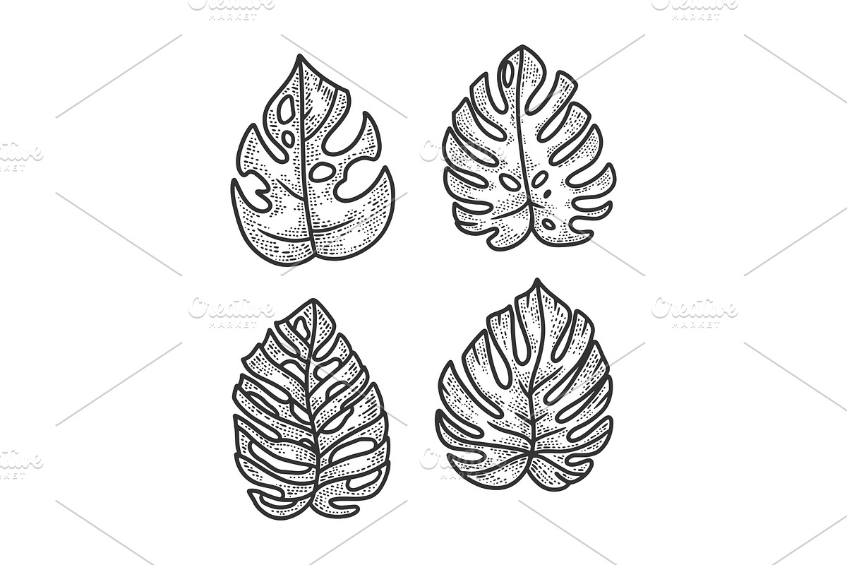 Monstera plant leaves sketch in Illustrations - product preview 8