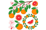Grapefruit Set