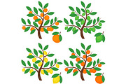 Citrus Trees