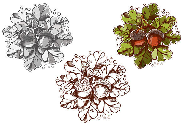 Oak Acorns and Leaves in Illustrations - product preview 1