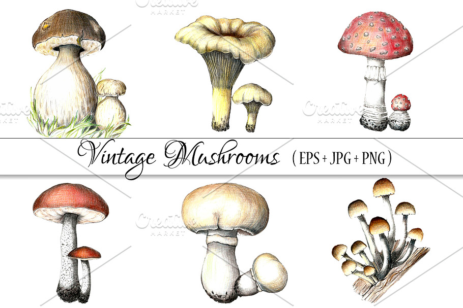 Pencil vintage mushrooms.