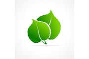 Ecology Concept of Green Leaf.