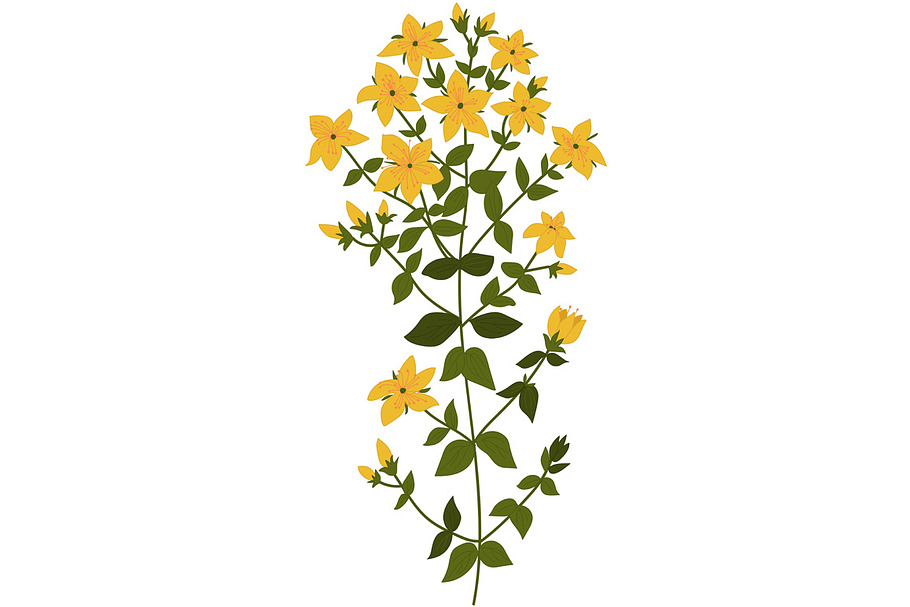 Illustration of the plant Hypericum