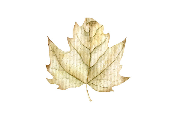 4 Watercolor leaves, hand drawn in Illustrations - product preview 1