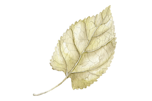 4 Watercolor leaves, hand drawn in Illustrations - product preview 2
