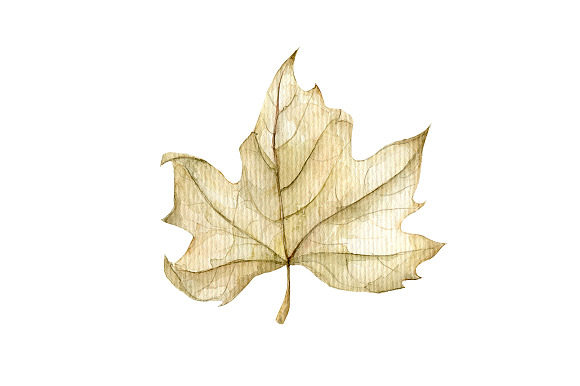 4 Watercolor leaves, hand drawn in Illustrations - product preview 3
