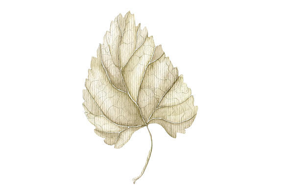 4 Watercolor leaves, hand drawn in Illustrations - product preview 4