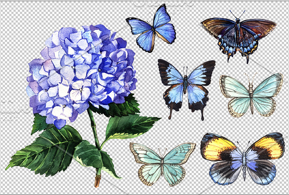 Blue hydrangeas and butterflies in Illustrations - product preview 1