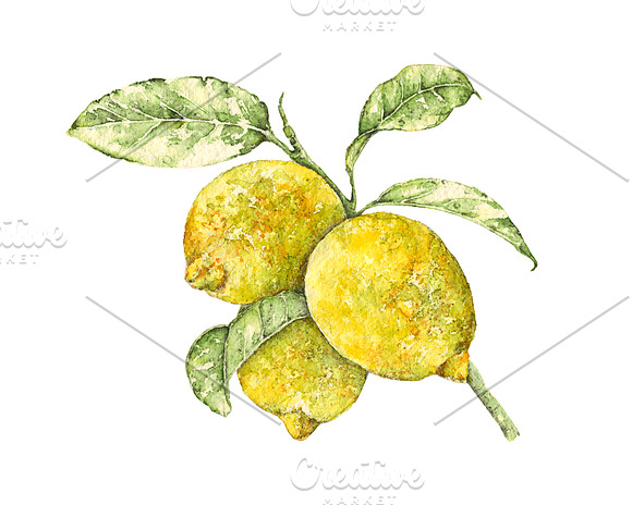 Lemon watercolor print in Illustrations - product preview 1