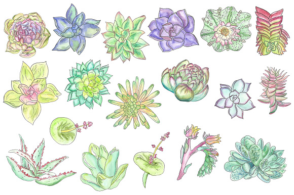 Watercolor Succulent Clipart in Illustrations - product preview 2