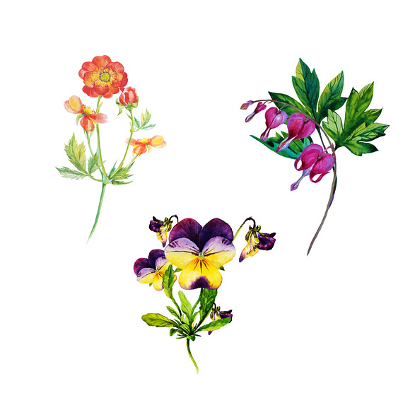 Watercolor herbals and flowers in Illustrations - product preview 1