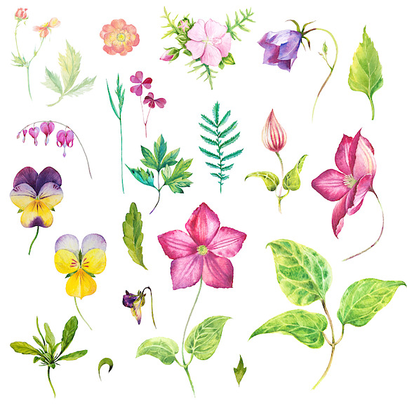 Watercolor herbals and flowers in Illustrations - product preview 2