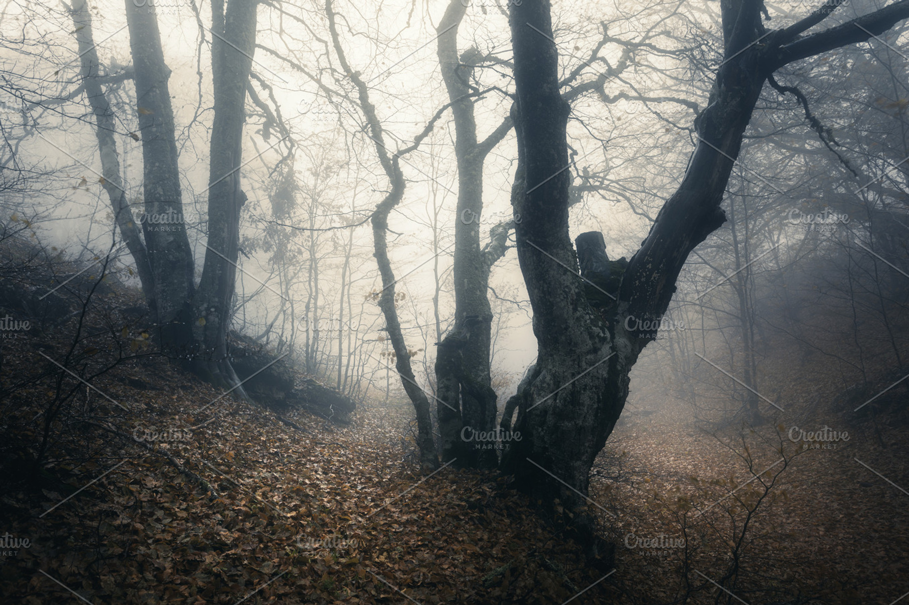 Mysterious autumn old forest in fog | High-Quality Nature Stock Photos