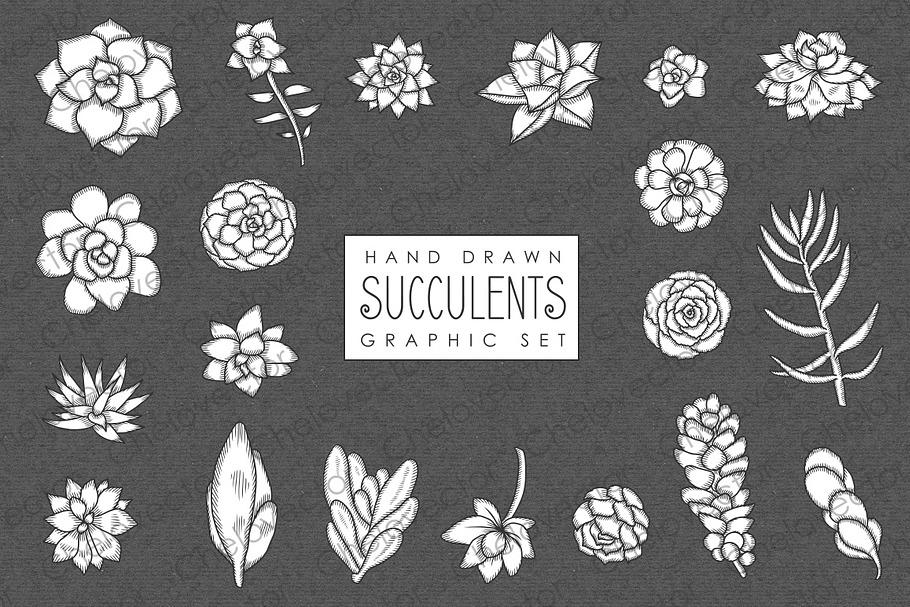 Succulents Graphic Set in Illustrations - product preview 8