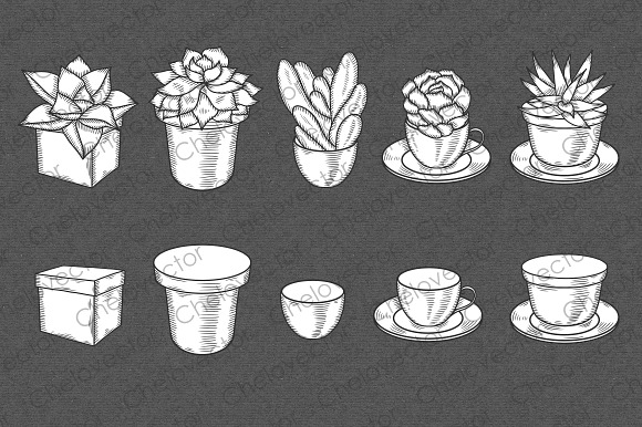 Succulents Graphic Set in Illustrations - product preview 1