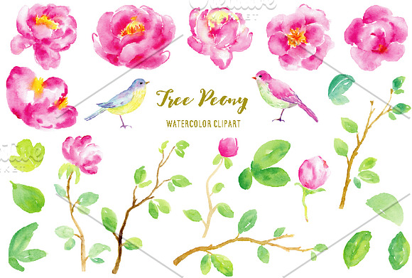 Watercolor Clipart Purple Tree Peony in Illustrations - product preview 1