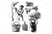 Men and women harvest the grapes