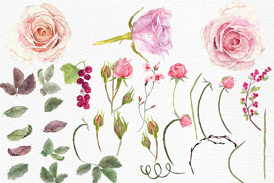 Watercolor roses clipart