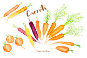 Watercolor Carrot Illustration