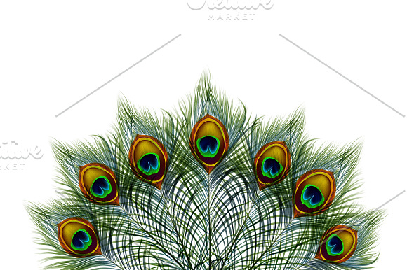 Vector peacock feather in Illustrations - product preview 3