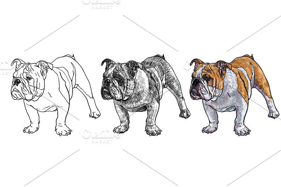 Young bulldog in Illustrations - product preview 8