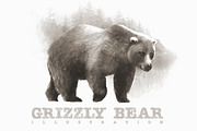 Grizzly Bear 2 Illustration