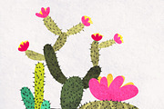 succulents and cactuses