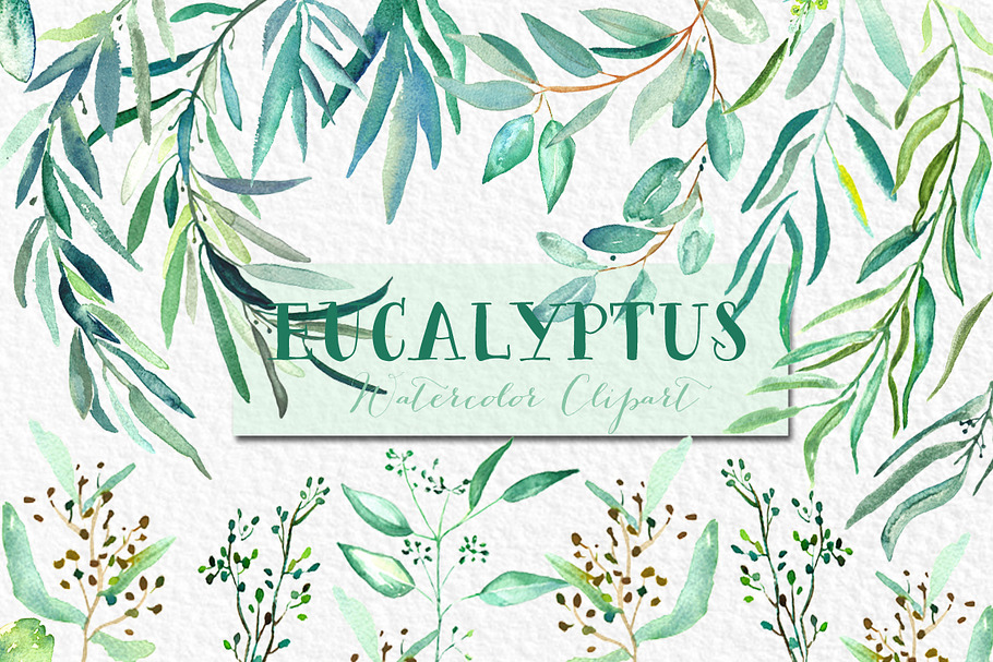 Eucalyptus. Watercolor clipart.