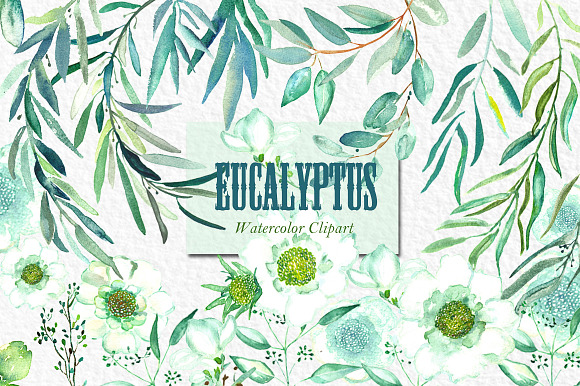 Eucalyptus. Watercolor clipart. in Illustrations - product preview 1