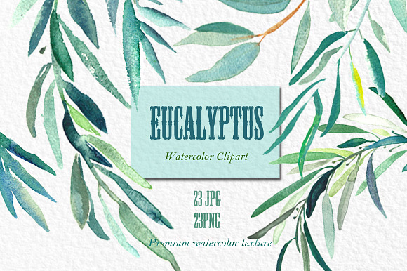 Eucalyptus. Watercolor clipart. in Illustrations - product preview 2