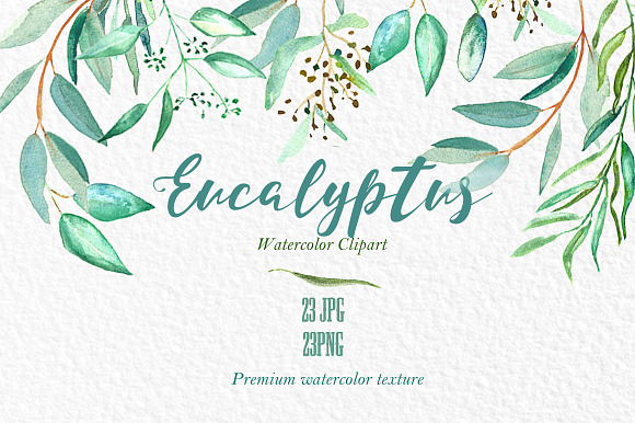 Eucalyptus. Watercolor clipart. in Illustrations - product preview 3