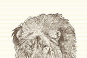 Hand drawn lion portret
