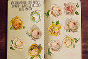 Yellow & White Rose Clip Art Flowers