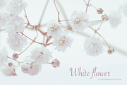 White flower on light background.