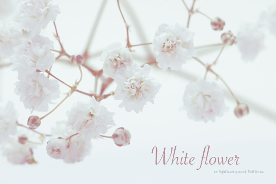 White flower on light background. in Textures - product preview 8