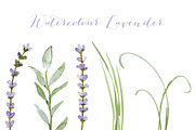 Vector watercolour lavender