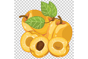 Apricot isolated, Vector.