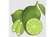 Lime Isolated, Vector.