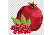 Pomegranate Isolated, Vector.