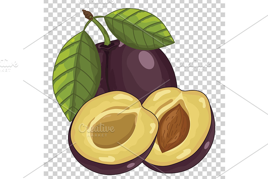 Plum Isolated, Vector. in Illustrations - product preview 8