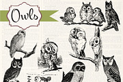Vintage Owls Clipart & Brushes