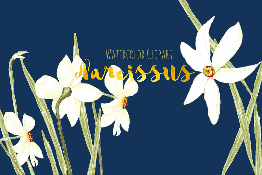 Narcissus. Watercolor clipart.