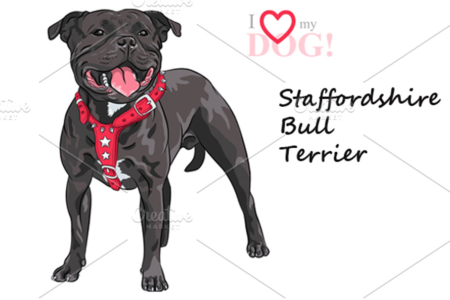 Dog Staffordshire Bull Terrier breed in Illustrations - product preview 8
