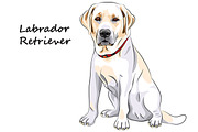 Dog Labrador Retriever breed