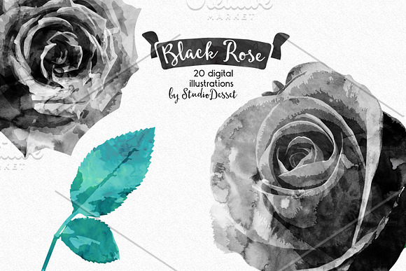 Black Rose in Illustrations - product preview 1