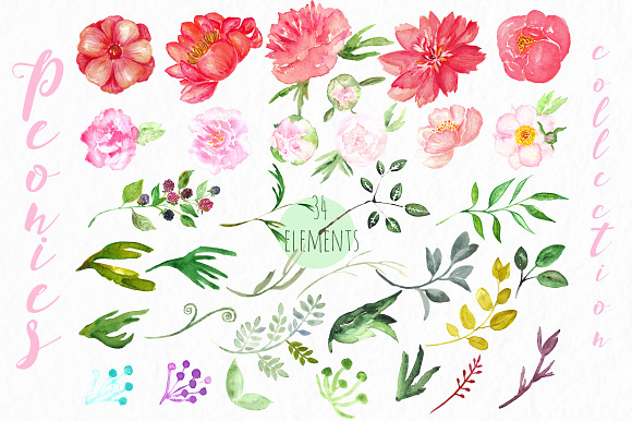 Peonies big collection watercolor in Illustrations - product preview 2