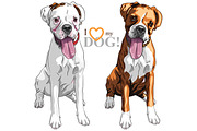 Two dogs Boxer breed