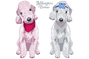 Two dogs Bedlington Terrier SET