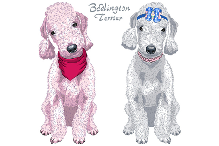 Two dogs Bedlington Terrier SET